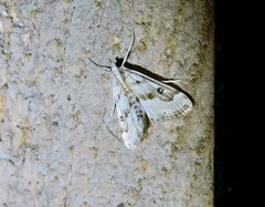 Parapoynx stratiotata