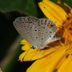 Cupido comyntas texana