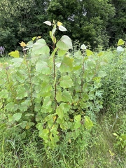 Populus deltoides