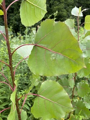 Populus deltoides