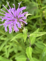 Chauliognathus marginatus