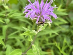 Chauliognathus marginatus