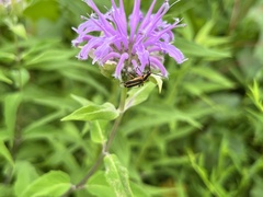 Chauliognathus marginatus