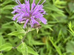 Chauliognathus marginatus