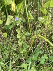 Glechoma hederacea