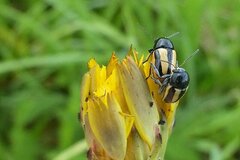 Cryptocephalus vittatus