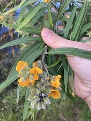 Callistachys lanceolata