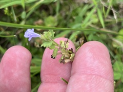 Glechoma hederacea