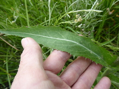 Sonchus gigas