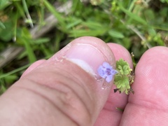 Glechoma hederacea