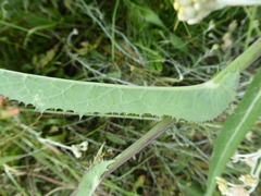 Sonchus gigas