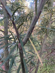 Callistachys lanceolata