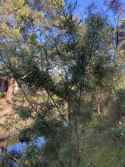 Callistachys lanceolata