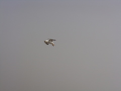 Larus michahellis michahellis