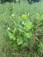 Platanus occidentalis