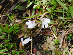 Mazus novaezeelandiae impolitus