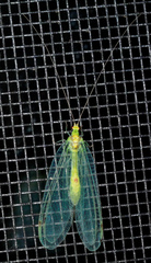 Leucochrysa insularis
