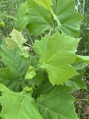 Platanus occidentalis