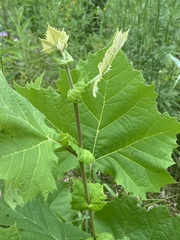 Platanus occidentalis