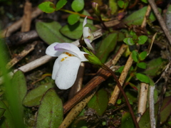 Mazus novaezeelandiae impolitus