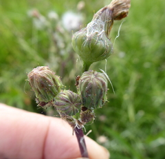 Sonchus gigas