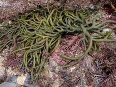Codium tomentosum