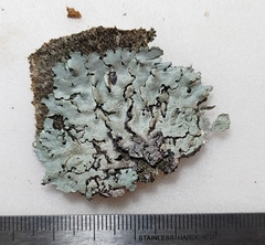 Parmelina pastillifera