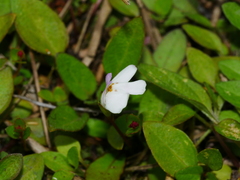 Mazus novaezeelandiae impolitus
