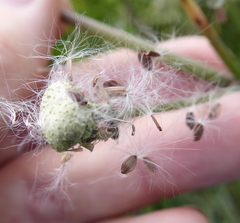 Sonchus gigas