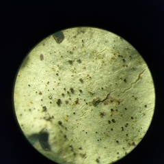 Parmelina pastillifera