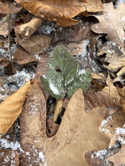 Ranunculus recurvatus