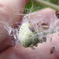 Sonchus gigas