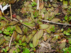 Mazus novaezeelandiae impolitus