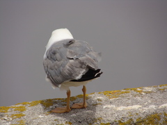 Larus michahellis michahellis