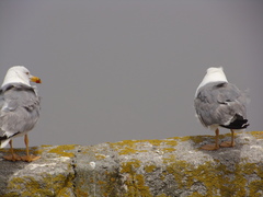 Larus michahellis michahellis