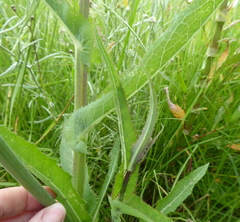 Sonchus gigas