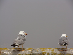 Larus michahellis michahellis