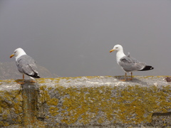 Larus michahellis michahellis