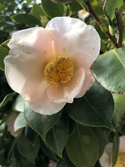 Camellia