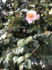 Camellia