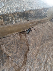 Eutropis madaraszi