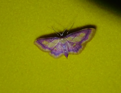 Idaea muricata