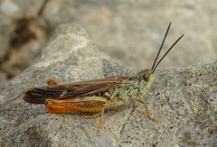 Chorthippus maritimus