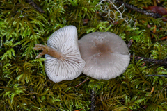 Clitocybe deceptiva
