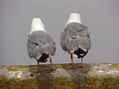 Larus michahellis michahellis