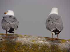 Larus michahellis michahellis