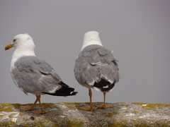 Larus michahellis michahellis
