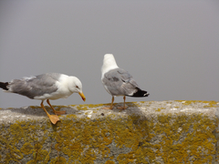 Larus michahellis michahellis