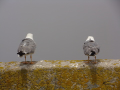 Larus michahellis michahellis