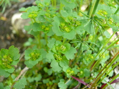 Chrysosplenium tetrandrum